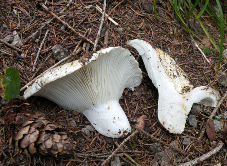 Russula delica?